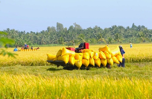 Cá nhân không trực tiếp sản xuất nông nghiệp vẫn được nhận chuyển nhượng đất trồng lúa